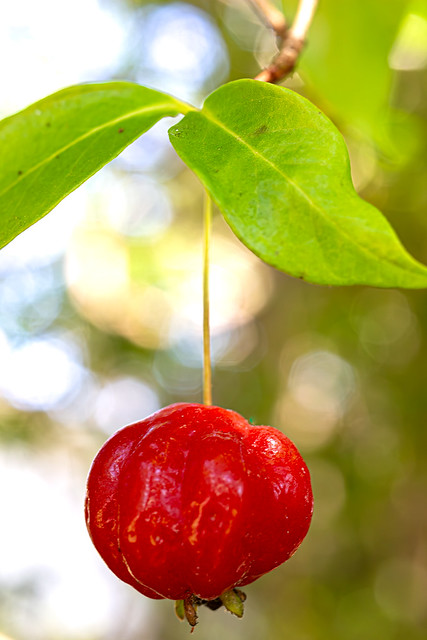 Macro Mondays:  Berries:  Surinam Cherry