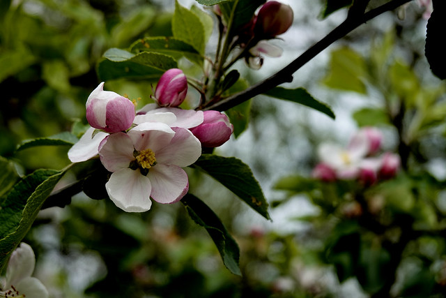 Apfelblüte in Oberberg