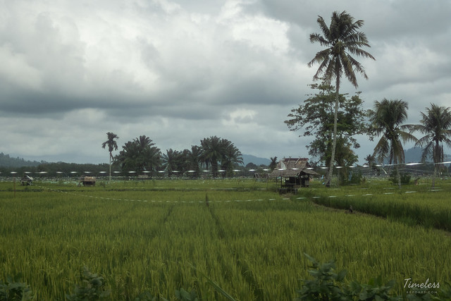 Vast farmland | Indonesia