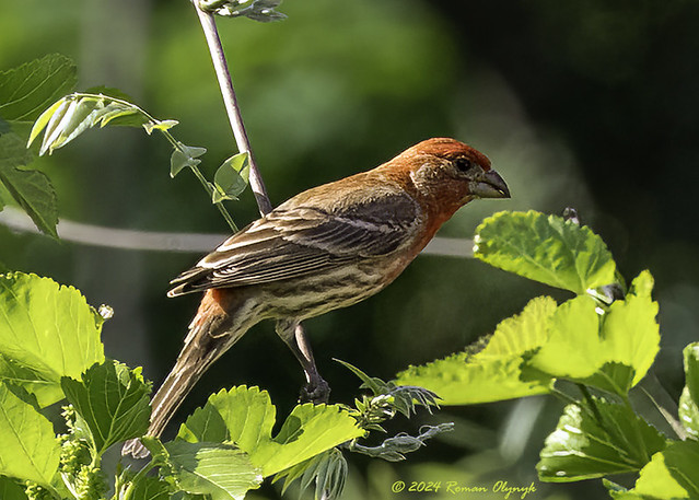 Northern House Finch