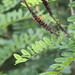Flickr photo 'False Indigo (Amorpha fruticosa)' by: Mary Keim.