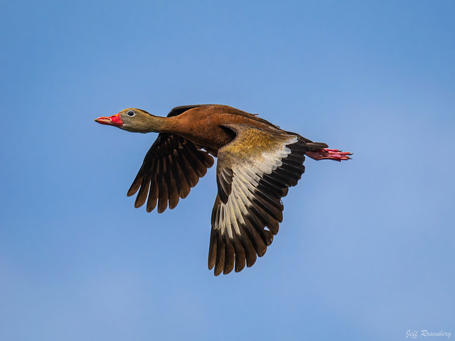 Red-bellied Whistling Duck
