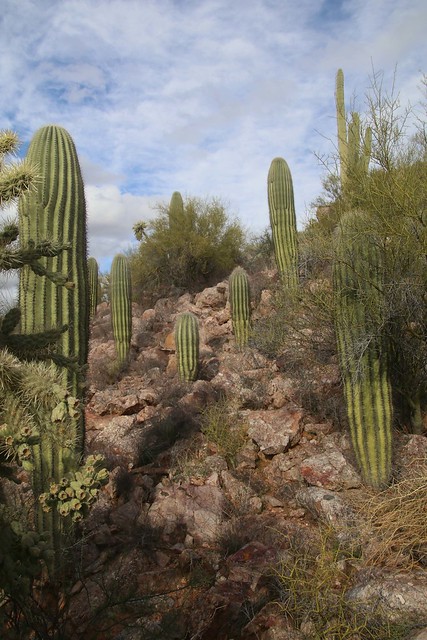 Saguaro Cacti; N of Kielberg Canyon, San Pedro River Valley, SE of San Manuel, AZ