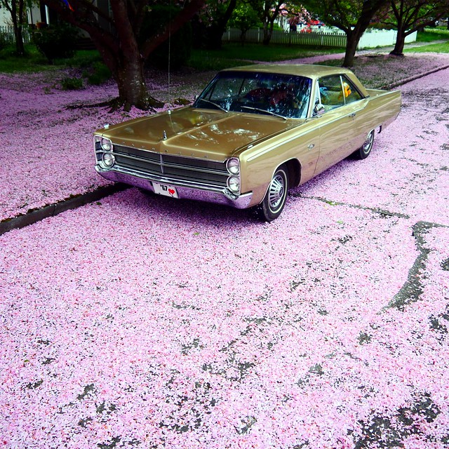 1967 Plymouth Fury III - Cherry Blossom Petal Snow