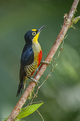 Yellow-fronted Woodpecker (F)  (由  kkr_images
