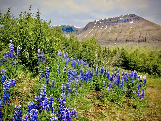 Lupines in Iceland