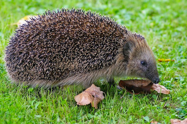 Western European Hedgehog