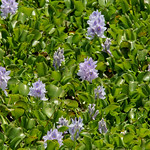 Water Hyacinth (Pontederia crassipes) Tosohatchee WMA, Orange County, FL, April 2024.  Bioblitz - City Nature Challenge.