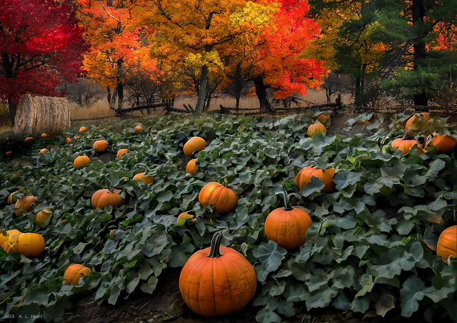 A Field Of Autumn Lanterns