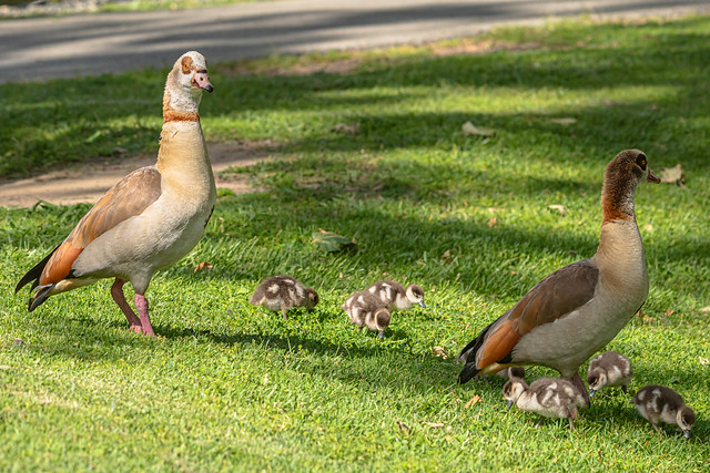 Egyptian Geese Parents and Goslings