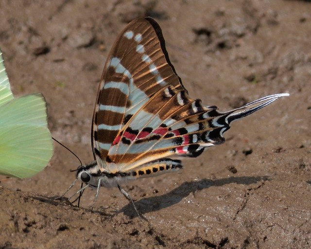 A Spot Swordtail butterfly