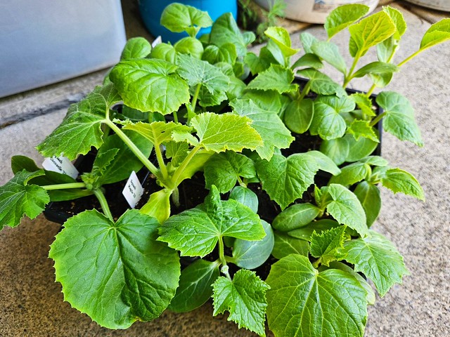 More seedlings graduating from indoor growlights to hardening off outside and seeing the sun. These are 3 types of summer squash/zuchinni and 5 types of cucumbers. #squash #zucchini #summersquash #cucumber #cucurbit #seedlings