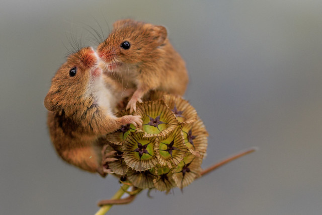 2 field mice share a little kiss