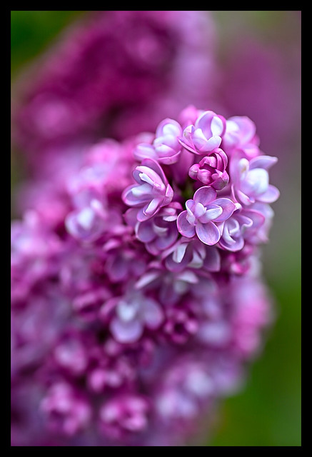 First Lilac Bloom