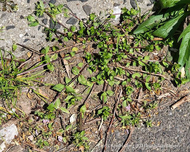 Common chickweed (Stellaria media)