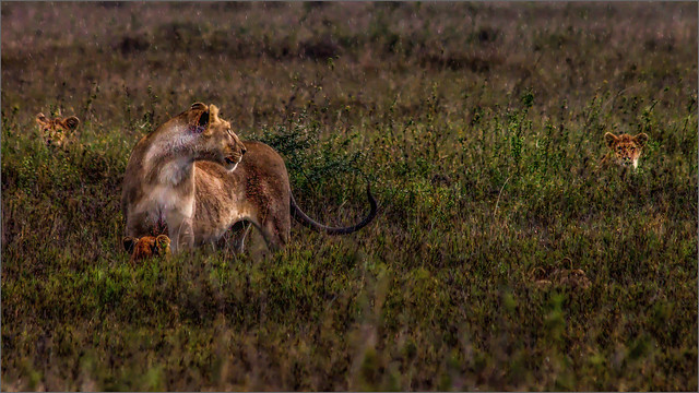 Tanzania - Lioness with cubs