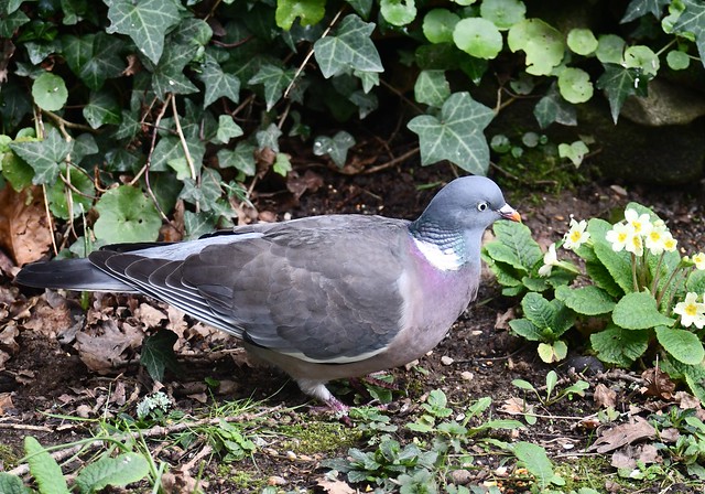 Columba palumbus - Common wood-pigeon - Pigeon ramier - Ar  Kudon - 16/02/24