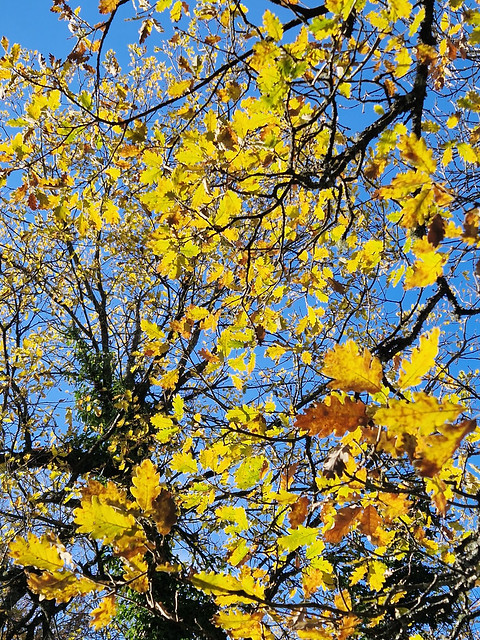 Oak (Quercus sp.), Bois d'Ournes, Valmigere