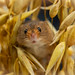 I framed a Harvest mouse...!!! (but he maintains he didn't do it!!!)
