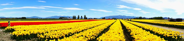 Tulip Panorama #2 - Yellow