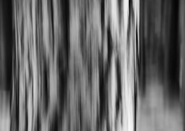 Forest ICM