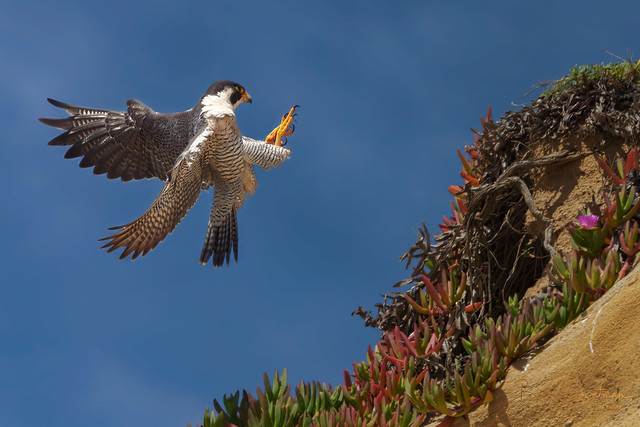 Landing approach (peregrine falcon)