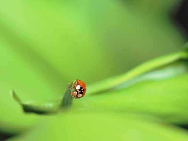 Die kleine Welt des Marienkäfers - The little world of the ladybug