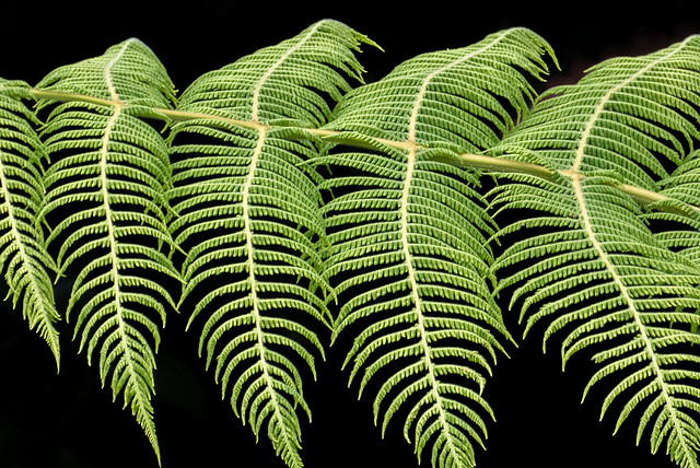 Magnificent leaves of the tree fern Cyathe