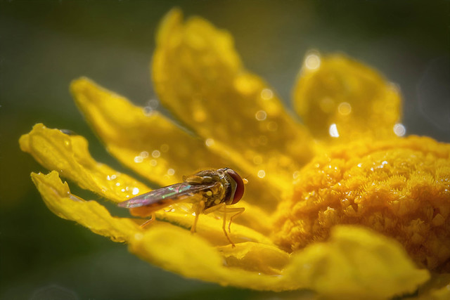 hoverfly in daisy