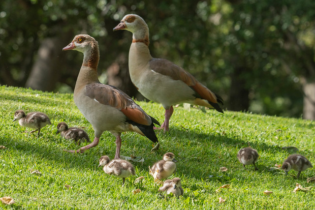 Egyptian Geese Parents and Goslings