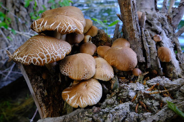 Mushrooms in a stump