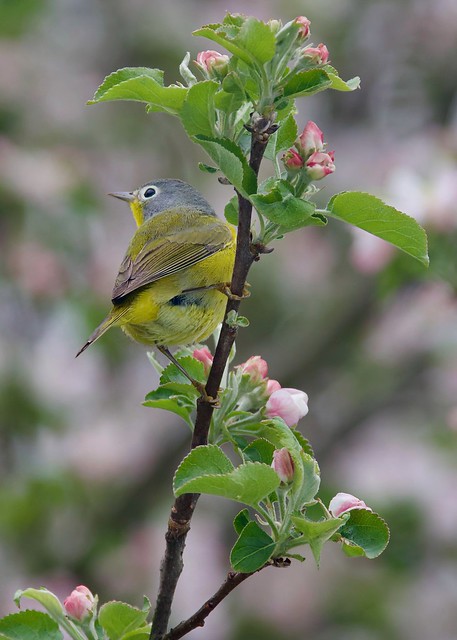 We had another out-of-state visitor!  A #NashvilleWarbler!  #BirdWatching #Warbler #TrumbullCT