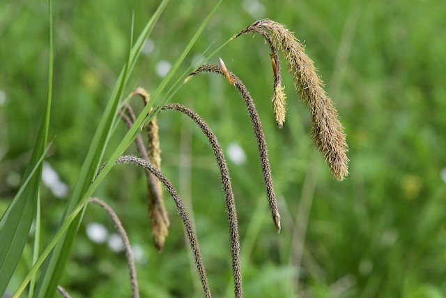 Hänge-Segge (Carex pendula); Bergenhusen, Stapelholm (1)