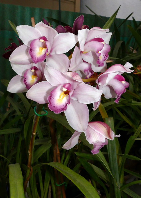 Cymbidium Unknown [FM #10] hybrid orchid hybrid 4-24