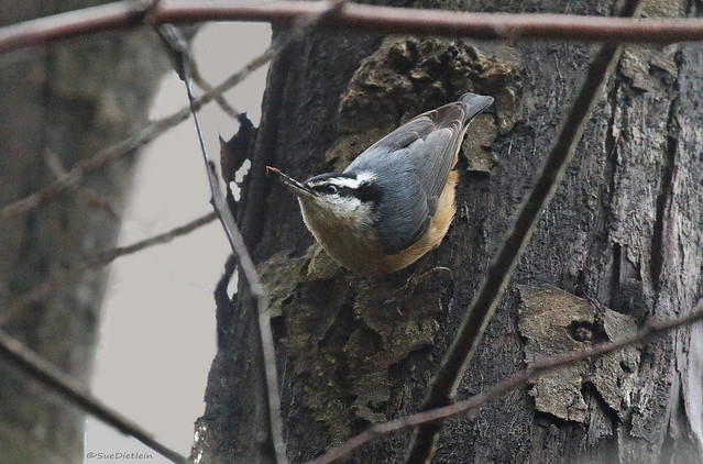 Red-breasted Nuthatch - 094A0195a3cd