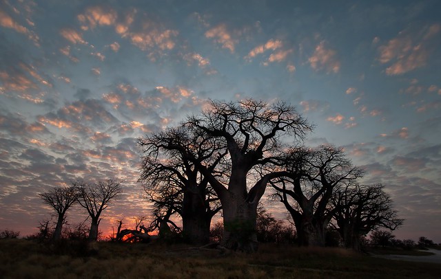 Nxai Pan Baobabs at Sunrise