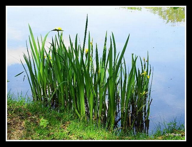 eDSCF3645- Iris des marais-Paysage de notre Sologne