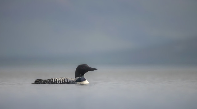 Common loon/Northern diver / Himbrimi (Gavia immer)