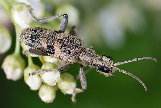 Black-spotted Longhorn Beetle (Rhagium mordax) Lövträdlöpare
