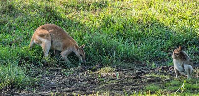 Agile Wallaby - Fogg Dam Conservation Reserve, Northern Territory, Australia
