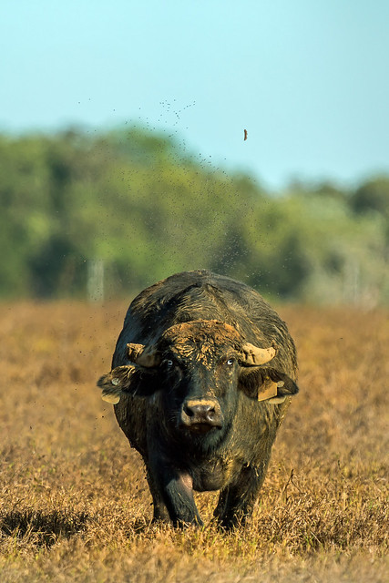 Water buffalo - road into Fogg Dam Conservation Reserve, Northern Territory, Australia