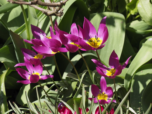 Tulipa humilis 'Yellow Base'