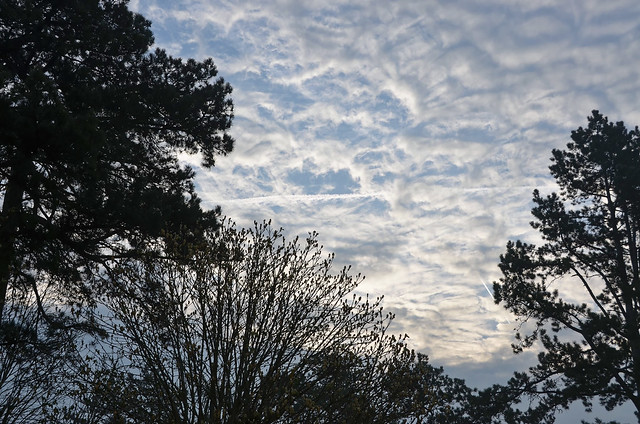 Un air de printemps à Compiègne - Fantaisie d'arbres et nuages 1/n (depuis ma fenêtre)