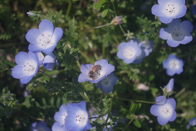 Bee on Nemophila Flower, Saiatam Prefecture, Japan