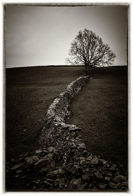 Wall to a Tree, Millthrop, Sedbergh, Cumbira,England, UK