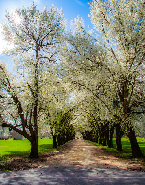 Tree lined lane spring