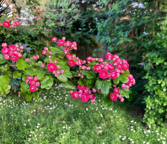 The scarlet hawthorns behind the fence have started flowering. These trees are as old as the estate, I think, probably planted in the 1960s or 1970s.