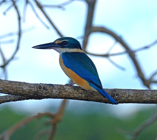 Sacred Kingfisher - Fogg Dam Conservation Reserve, Middle Point, NT, Australia