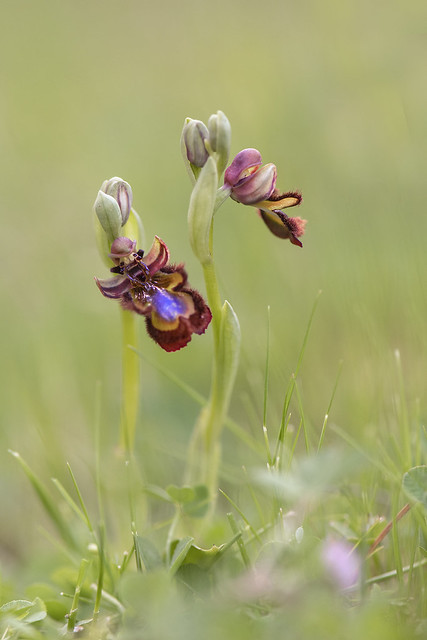 Ophrys speculum (Ophrys miroir)