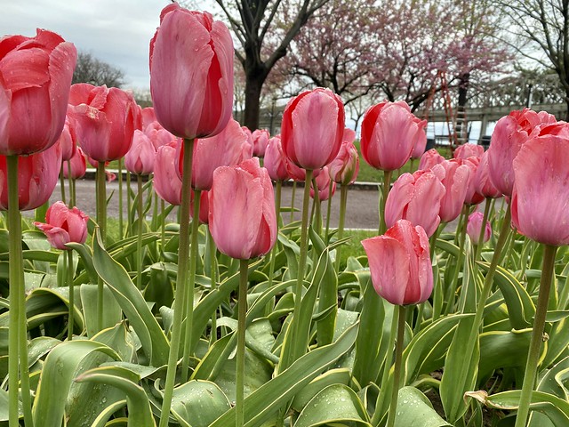 Boston - Spring Flowers?